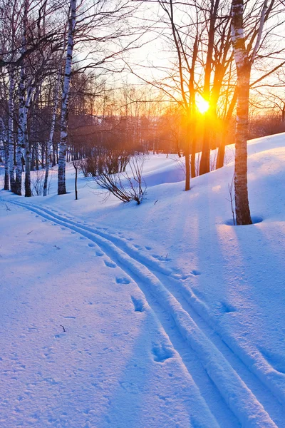 Zonsondergang in het winterbos — Stockfoto