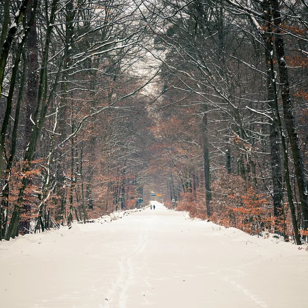 Pfad im Winterwald — Stockfoto