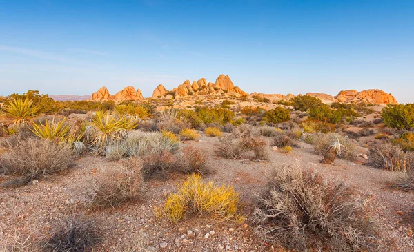 Joshua Tree National Park — Stock Photo, Image