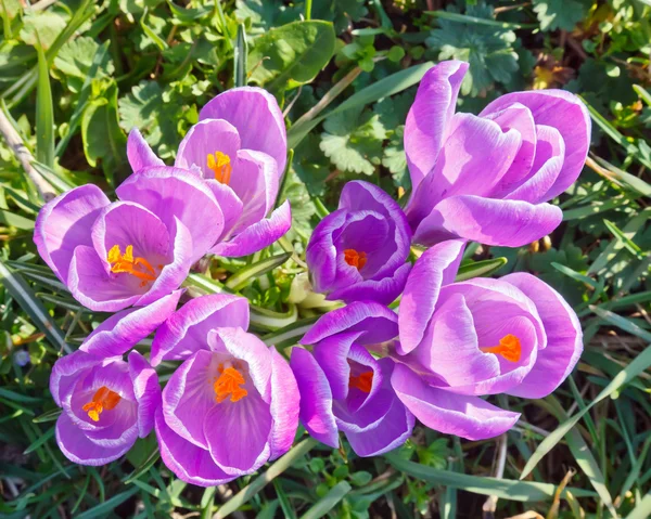 Flores de crocodilo — Fotografia de Stock