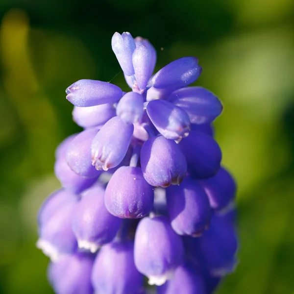 Hyacint blomma — Stockfoto