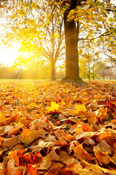 Słoneczny liści jesienią — Zdjęcie stockowe