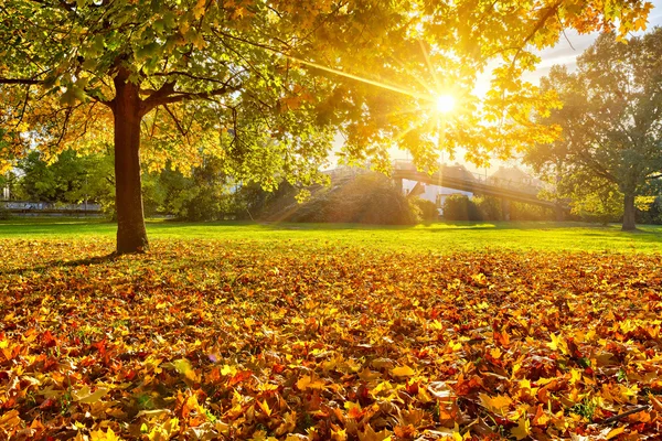 Солнечная осенняя листва — стоковое фото