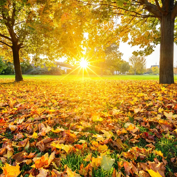 Folhagem de outono ensolarada — Fotografia de Stock