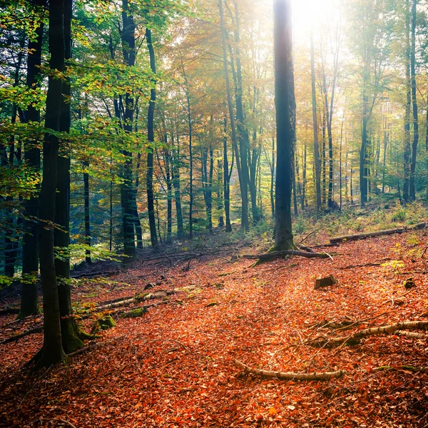 Floresta de outono ensolarada — Fotografia de Stock