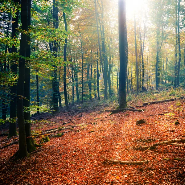 Zonnige herfst bos — Stockfoto