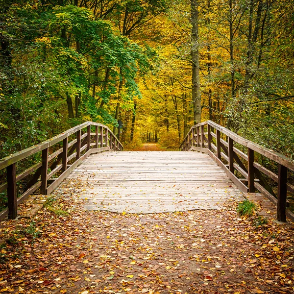 Ponte nella foresta autunnale — Foto Stock