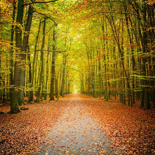 Herfstbos — Stockfoto