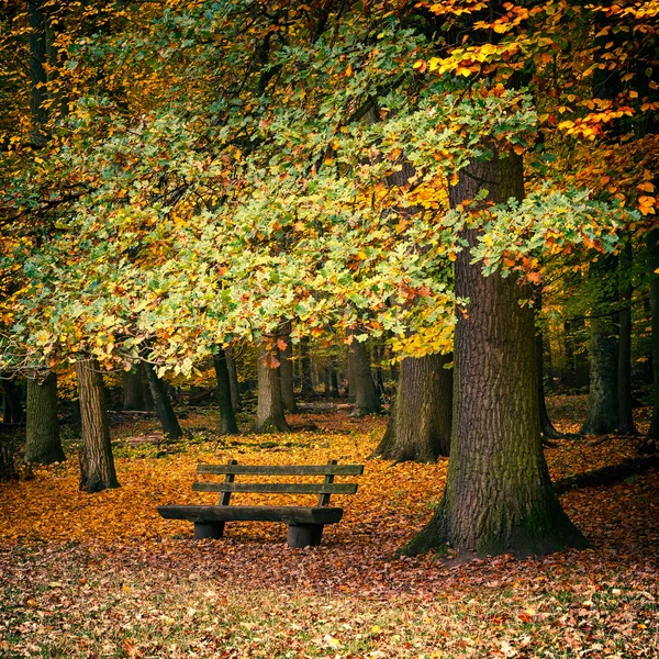 Banc dans la forêt d'automne — Photo