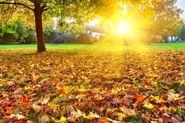Sonniges Herbstlaub — Stockfoto
