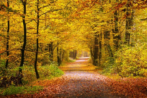 Herfstbos — Stockfoto