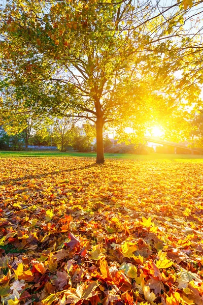 Солнечная осенняя листва — стоковое фото