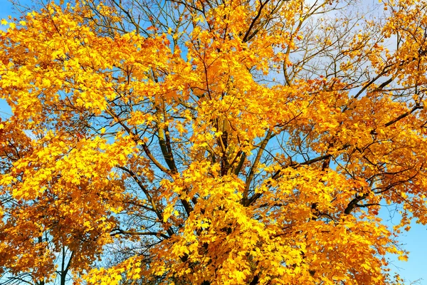 Φθινοπωρινά φύλλα πάνω από γαλάζιο ουρανό — Φωτογραφία Αρχείου