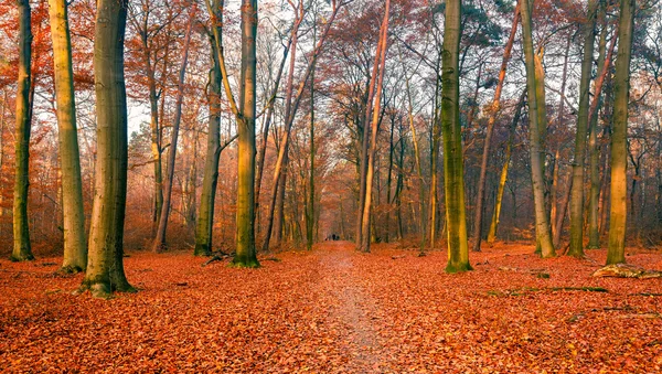 Sonbahar ormanı — Stok fotoğraf