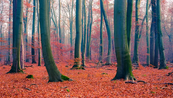 Ködös őszi erdő — Stock Fotó