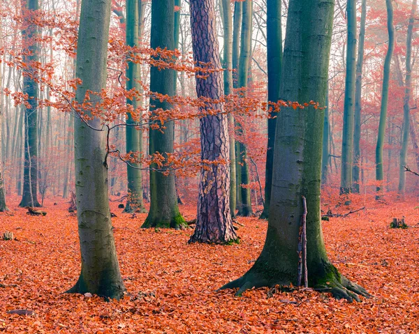 雾秋天的森林 — 图库照片