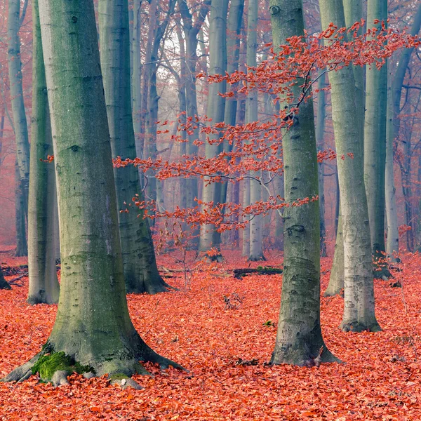 Bosque de otoño brumoso — Foto de Stock