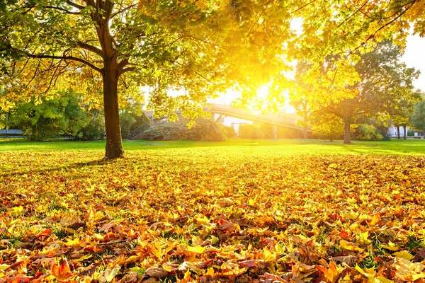 Sunny autumn foliage — Stock Photo, Image