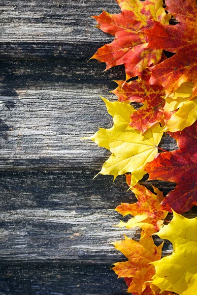 Autumn background — Stock Photo, Image