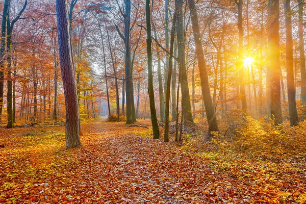 Floresta de outono sublime — Fotografia de Stock