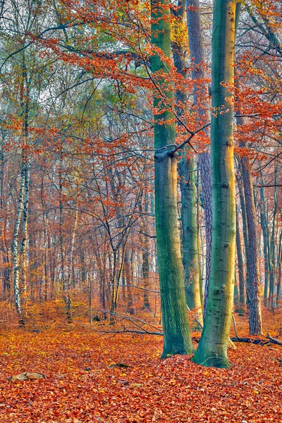 Ködös őszi erdő — Stock Fotó