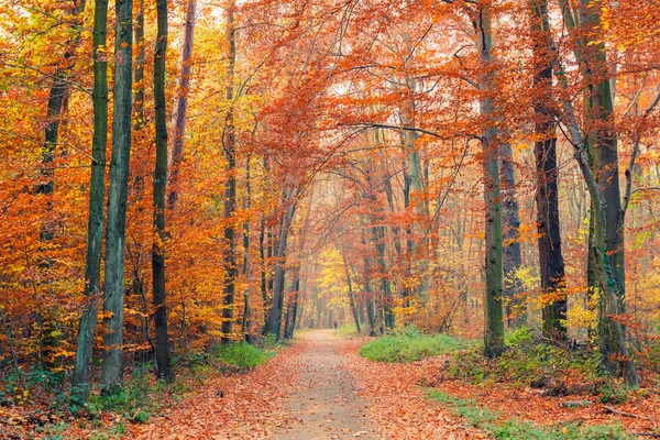 Färgglad höst park — Stockfoto