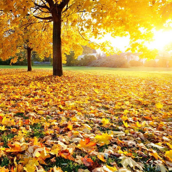 Kleurrijke sunlighted herfst park — Stockfoto