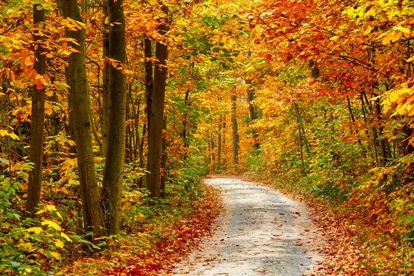 Bosque de otoño — Foto de Stock