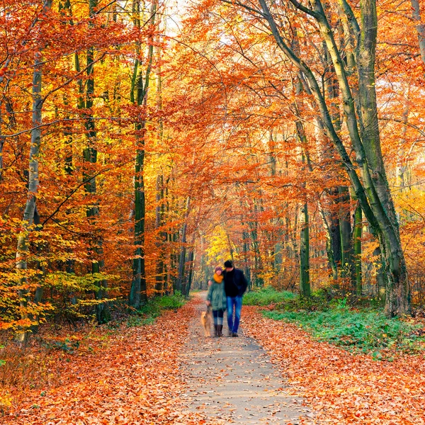 Colorful autumn park — Stock Photo, Image