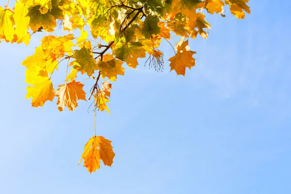 Herfst bladeren achtergrond — Stockfoto