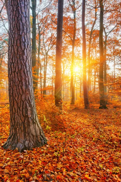 Sonnenbeschienener Herbstwald — Stockfoto