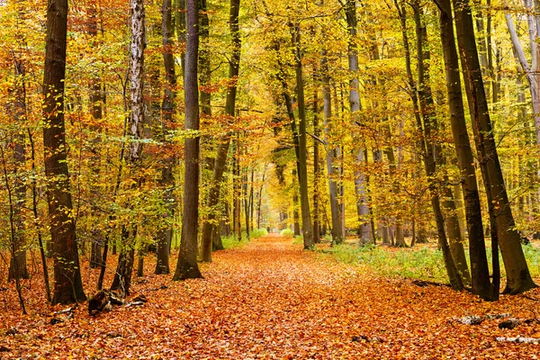 Barevné podzimní park — Stock fotografie