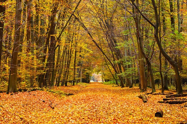 Kolorowy park jesień — Zdjęcie stockowe