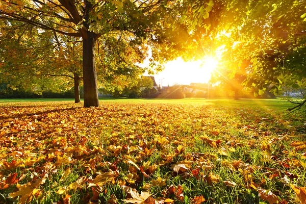 Parque de otoño soleado — Foto de Stock