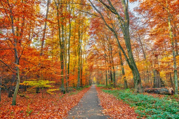 Kolorowy park jesień — Zdjęcie stockowe