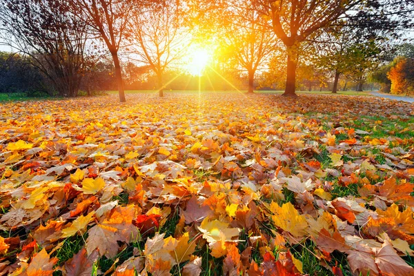 Zonnige herfst gebladerte — Stockfoto