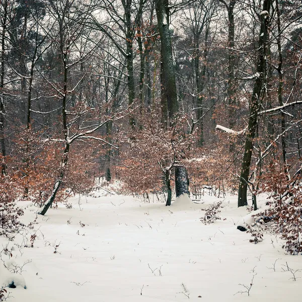 Bosque de invierno —  Fotos de Stock