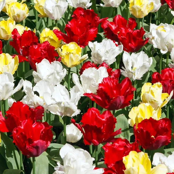 Tulpan blommor bakgrund — Stockfoto