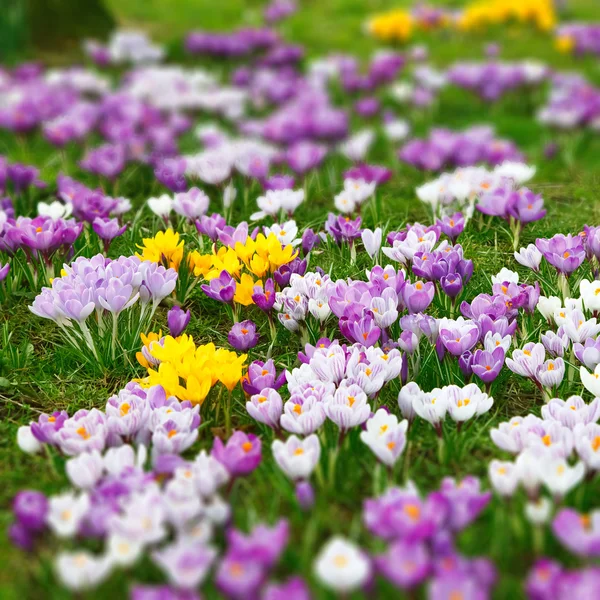 Дикі квіти Крокус — стокове фото