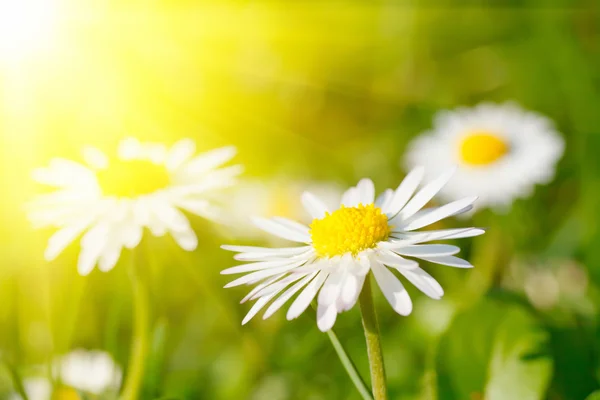 Madeliefje bloem in gras — Stockfoto