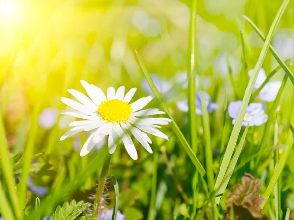 Daisy flower in grass Royalty Free Stock Photos