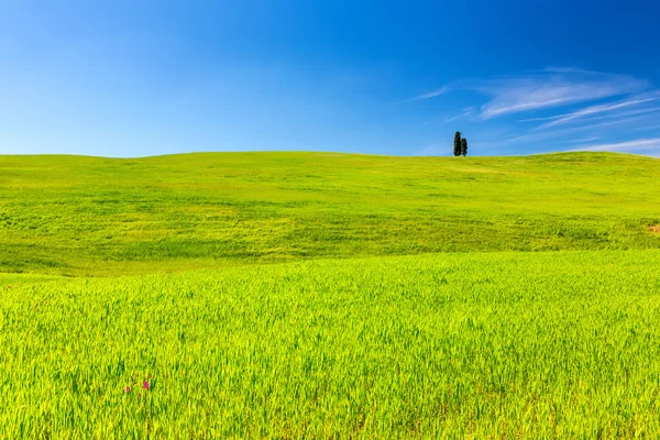 Grönt fält under blå himmel — Stockfoto