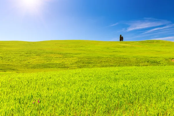 Campo verde sotto il cielo blu — Foto Stock