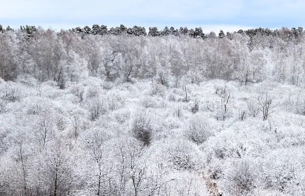 Bäume vom Frost bedeckt. — Stockfoto