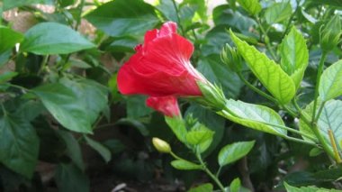 Güneş ışınları, çiğ ile patlayıcı hibiscus çiçek