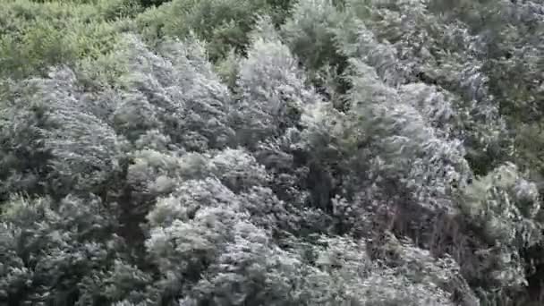 Ветер и деревья — стоковое видео