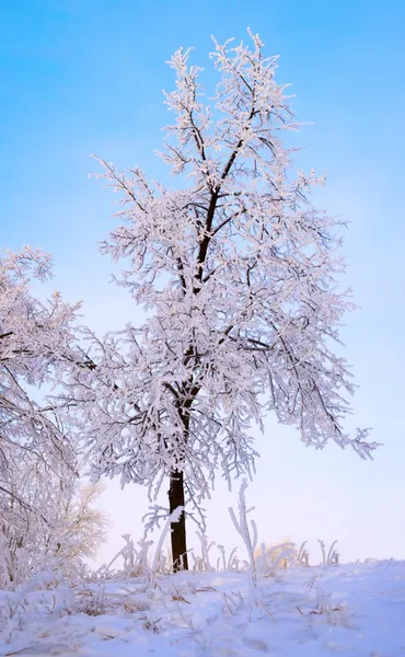 Arbres givrés au matin d'hiver — Photo