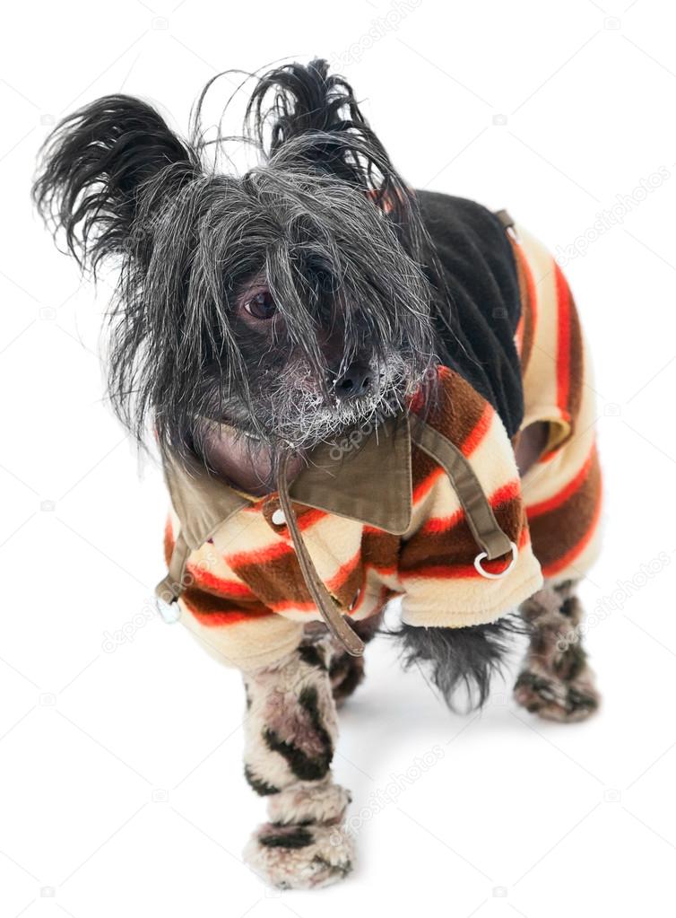 frozen chinese crested dog