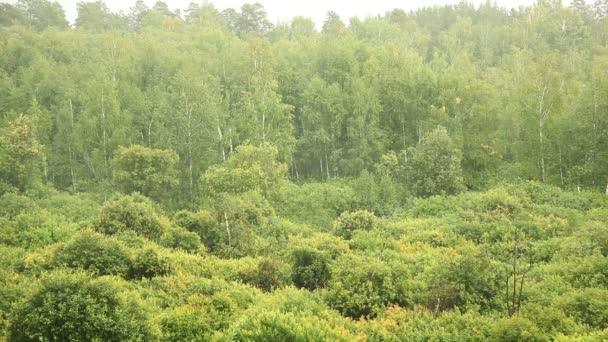 Pluie sur la forêt avec des sons de tonnerre — Video