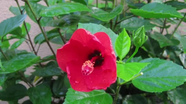 Zeitraffer der Hibiskusblüte mit Morgentau bei Sonnenstrahlen — Stockvideo